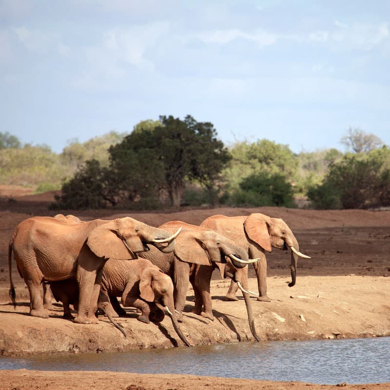Satao Camp viewing deck with elephants nearby