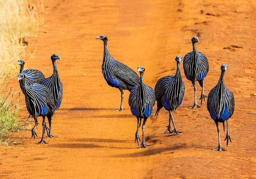 Mystical Vacations Tsavo East package flyer with package details