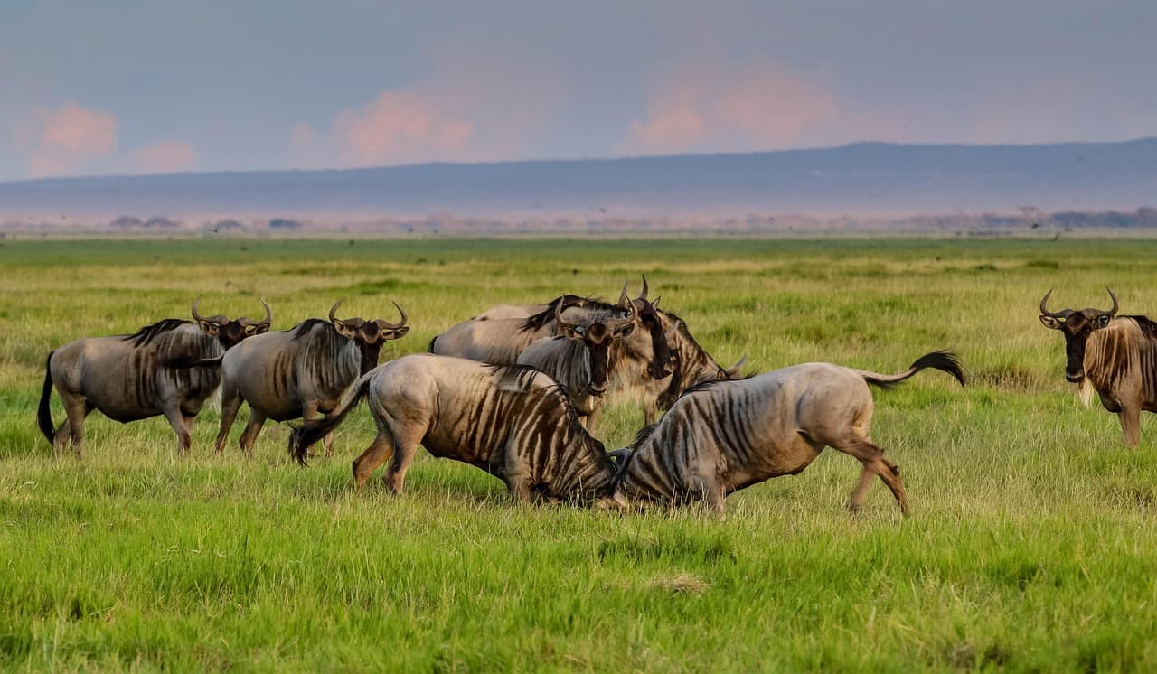 Maasai Mara Long Weekend Escape